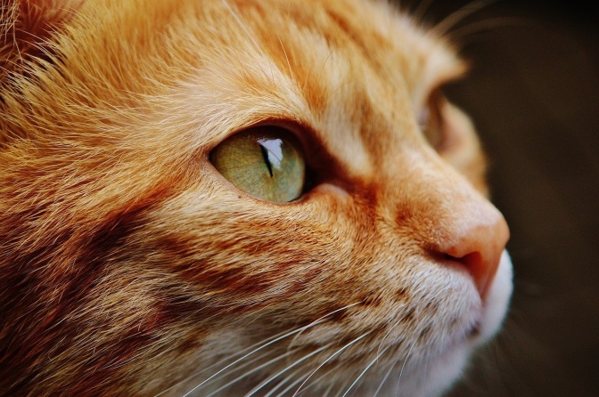 Das Gesicht einer rot-getigerten Katze