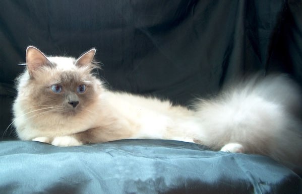 Eine langhaarige Katze mit hellem Fell liegt auf einem Kissen