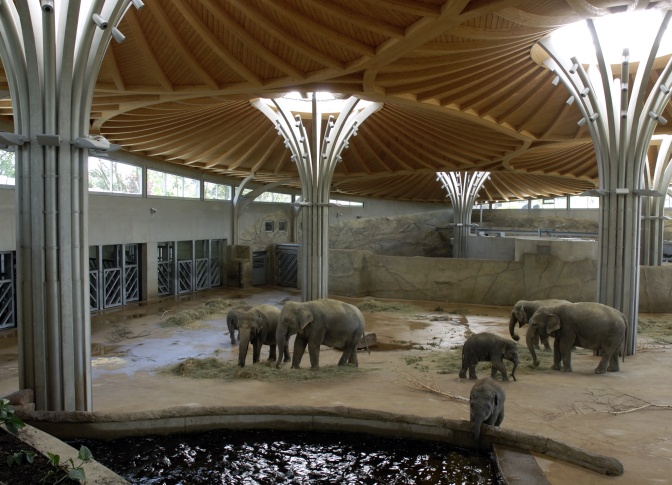 Mehrere Elefanten in einer großen Halle mit hohen Holzdecken.