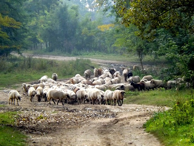 Eine Schaf-Herde