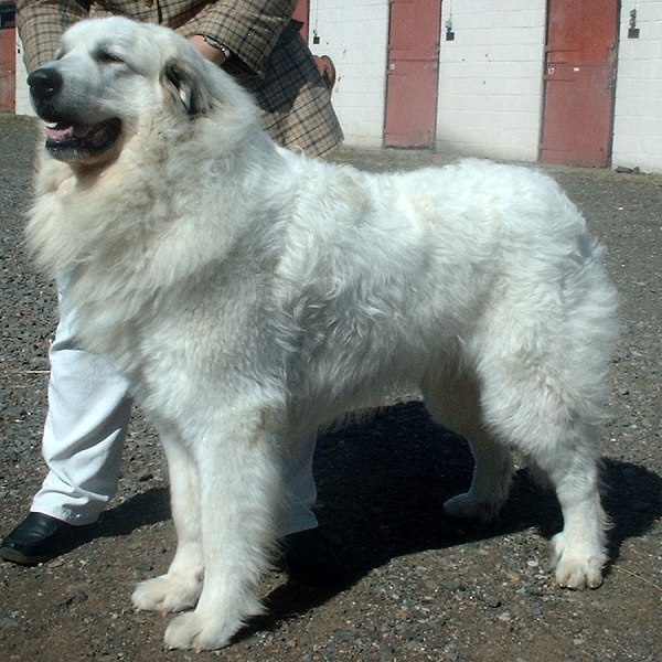 Pyrenäen-Berg-Hund