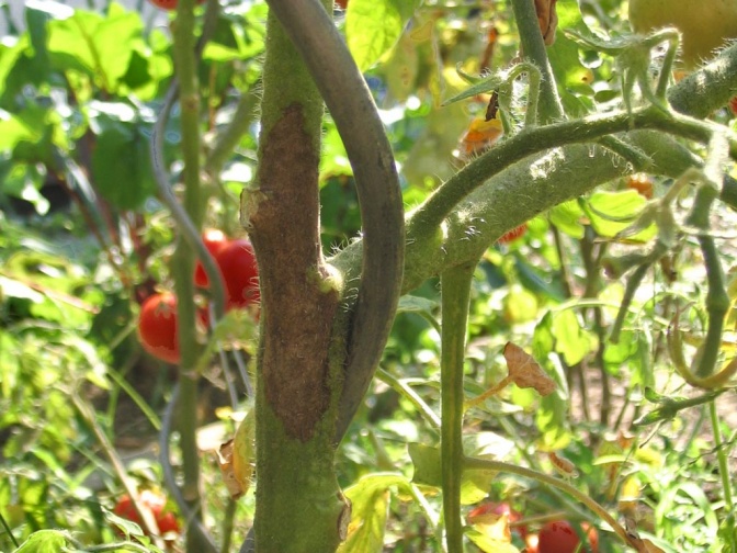 Eine Tomaten-Pflanze