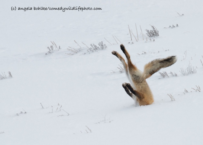 Ein Fuchs steckt kopfüber im Schnee