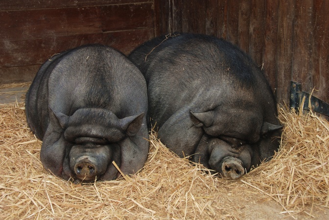 2 Hängebauch-Schweine
