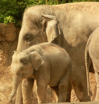 Ein Elefanten-Baby mit seiner Mutter