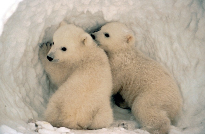 2 Eisbär-Babys