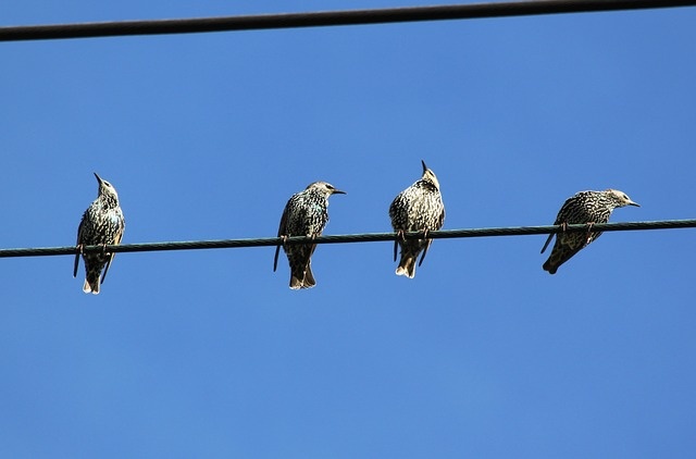 Vögel auf einer Strom-Leitung
