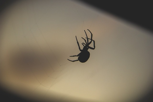 Eine Spinne im Spinnen-Netz