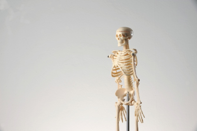 Ein Schul-Skelett