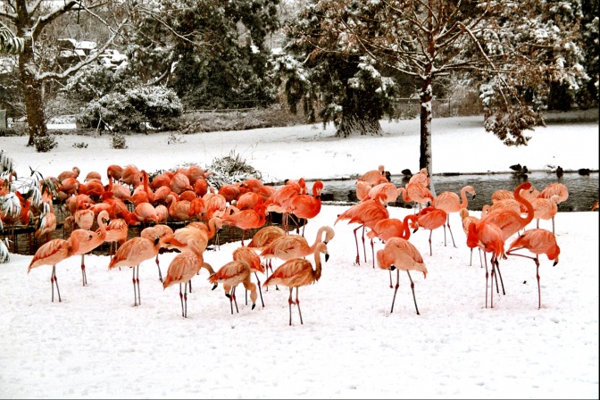 Flamingos stehen auf einem Bein auf einer schneebedeckten Wiese. Im Hintergrund sieht man verschneite Bäume.