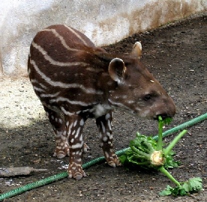 Ein Tapir-Baby
