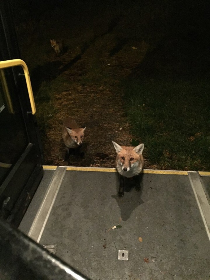 In Berlin wollten 3 Füchse mit dem Bus fahren