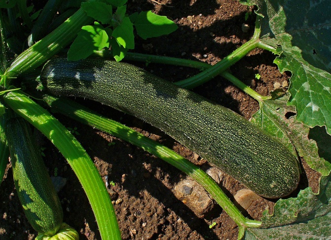 Eine Zucchini an einer Zucchini-Pflanze