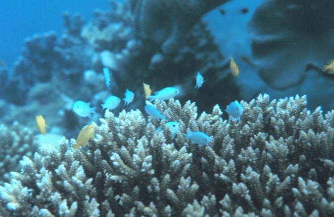 Korallen-Fische schwimmen durch ein Korallen-Riff