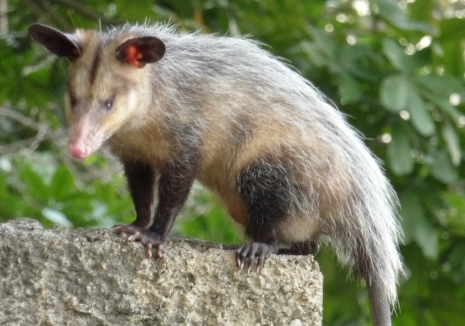 Ein Opossum steht auf einem Stein