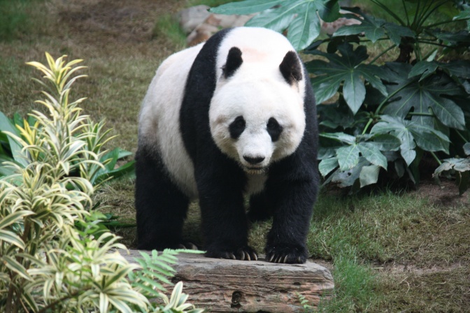Ein Panda-Bär steht auf einem Felsen in Gebüsch
