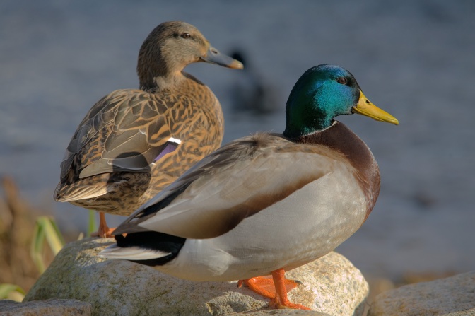 Eine männliche und eine weibliche Ente, im Hintergrund Wasser