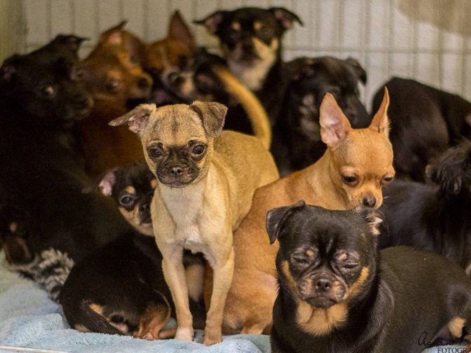 eine Gruppe von Chihuahuas im Gießener Tierheim, Tiere mit kurzem, hellem und dunklem Fell.