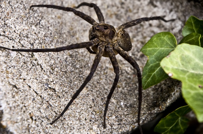 Eine braune Riesen-Krabben-Spinne auf einem Stein