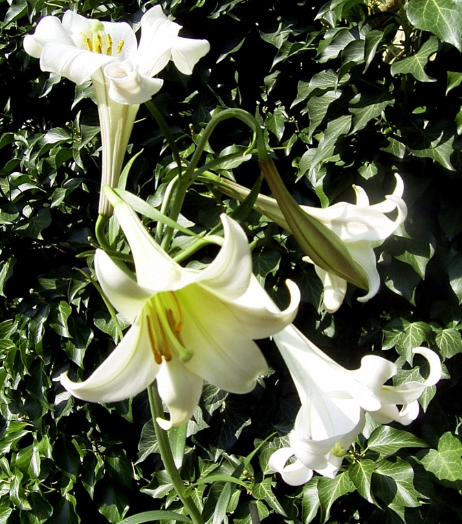 Weiße Lilien auf grünem Waldboden