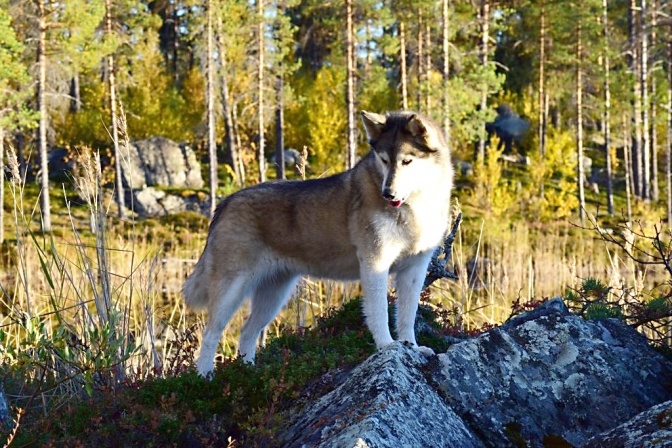 Ein Husky mit zwei verschiedenfarbigen Augen steht auf einem Stein in einem Wald.