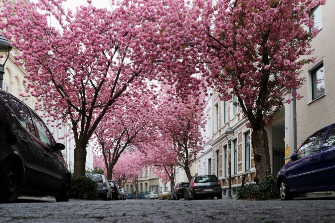 Eine Straße in der Bonner Altastadt. Blühende Kirschblüten wachsen in der Mitte der Straße zu einem Blütendach zusammen.