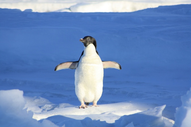 Ein Pinguin steht mit ausgebreiteten Flügeln auf einer Eisscholle