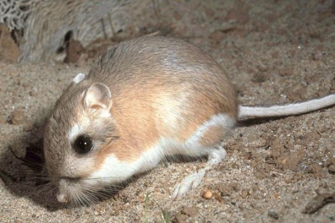 Eine Känguru-Ratte: Sie ist klein, hat rötlich-weißes, glattes, kurzes Fell und einen langen Schwanz.