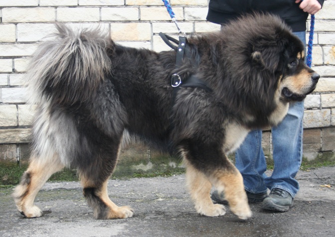 Eine tibetische Dogge an der Leine vor einer Hauswand. Er hat dichtes, langes Fell in schwarz und braun.