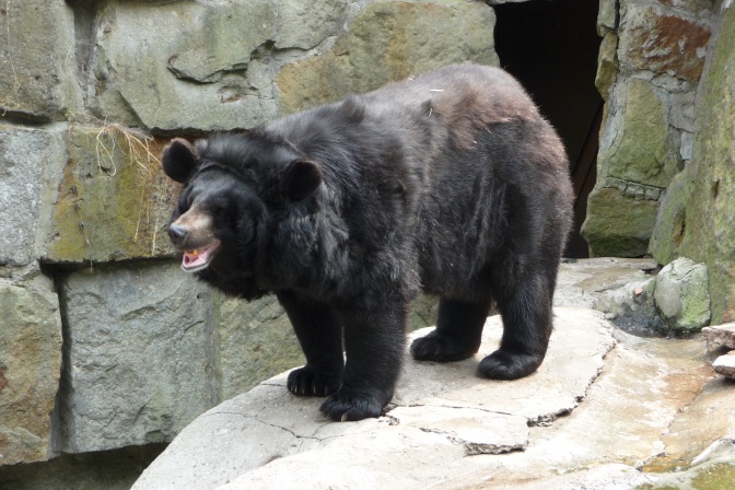 Ein asiatischer Schwarzbär steht auf einem Stein. Er hat dichtes, schwarzes Fell und öffnet sein Maul, sodass man die Zähne sehen kann.