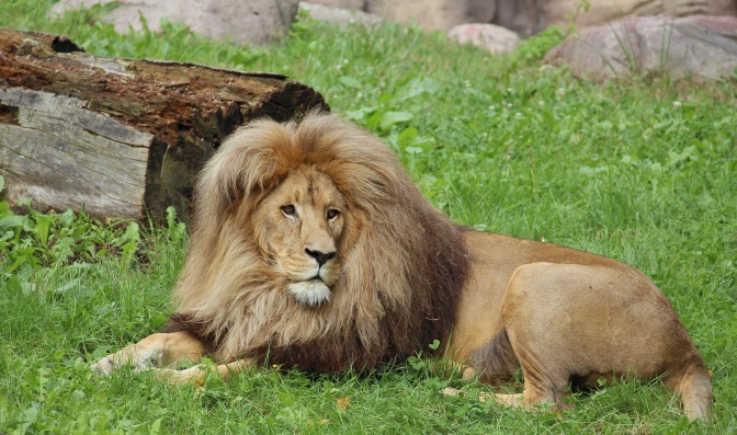 Ein männlicher Löwe in einem Zoo