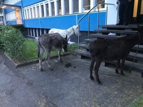 3 Esel vor der Polizei-Wache in Bonn Bad Godesberg