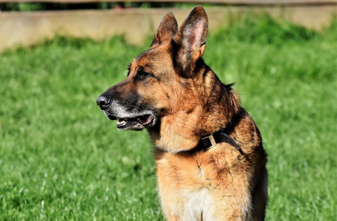 Ein Schäferhund mit kurzem Fell sitzt auf einer Wiese. Um den Hals hat er ein Halsband mit einer goldenen Schnalle.