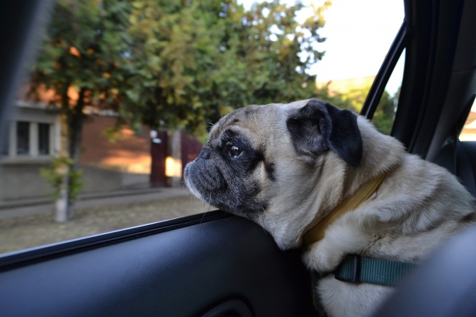 Ein Mops in einem Auto: Die Fensterscheibe ist geöffnet, der Hund guckt aus dem Auto. Im Hintergrund Bäume im Abendlicht.