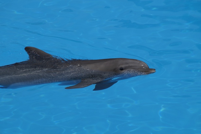Ein Delfin schwimmt durch türkisblaues Wasser