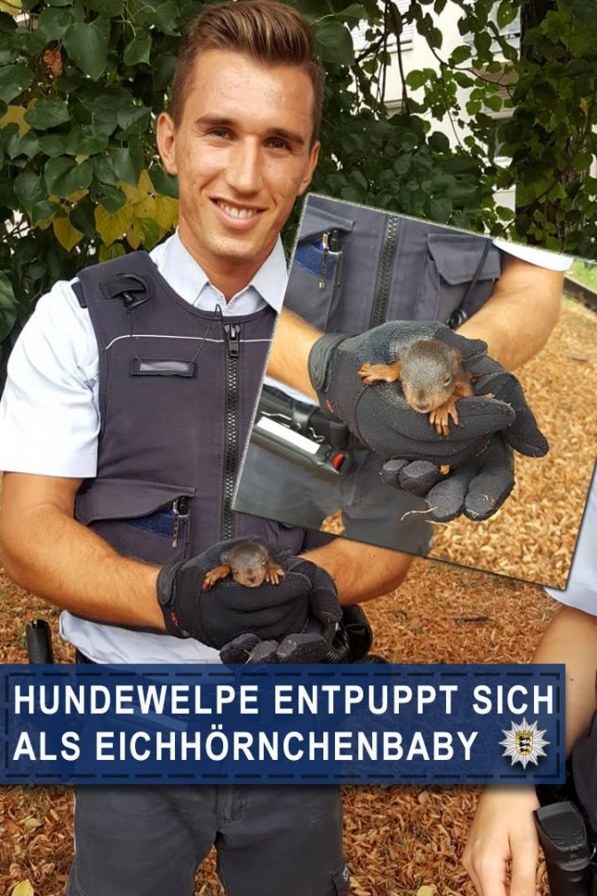 Ein Polizist hält das gerettete Eichhörnchen in den Händen. Er trägt Handschuhe. Unter dem Bild steht: Hundewelpe entpuppt sich als Eichhörnchen.