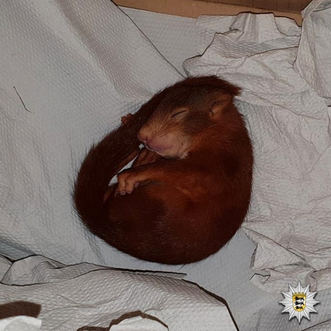 Das schlafende Eichhörnchen hat sich auf einem weißen Handtuch zu einer Kugel zusammengerollt.