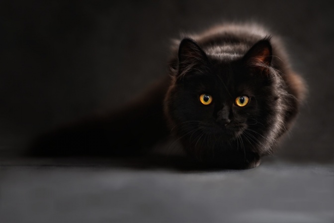 Eine schwarze Katze liegt zusammengerollt auf dem Boden.