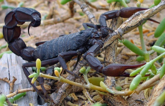 Ein schwarzer Skorpion auf Holz und Gras