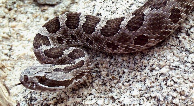 Eine Klapperschlange mit braun-grauer Musterung auf einem Untergrund aus Kies.