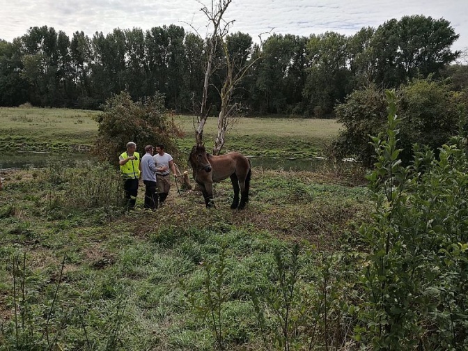 3 Feuerwehrleute mit dem geretteten Pferd. Einer von ihnen trägt eine Rettungsweste. Im Hintergrund sind Bäume zu sehen.