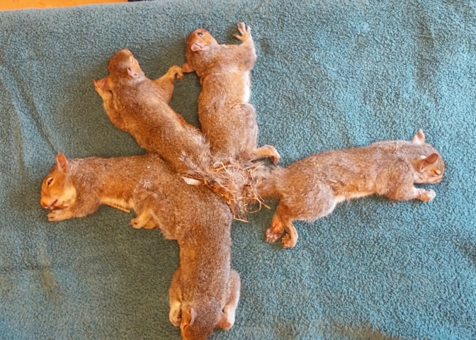5 betäubte Eichhörnchen liegen auf einem Handtuch, ihre Schwänze sind ineinander verknotet.