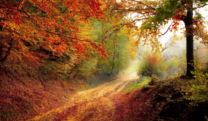 Ein Weg in einem Herbstwald. Die Blätter sind herbstlich verfärbt in Rot- und Orange-Tönen. Die Sonne scheint in schmalen Streifen durch die Bäume.