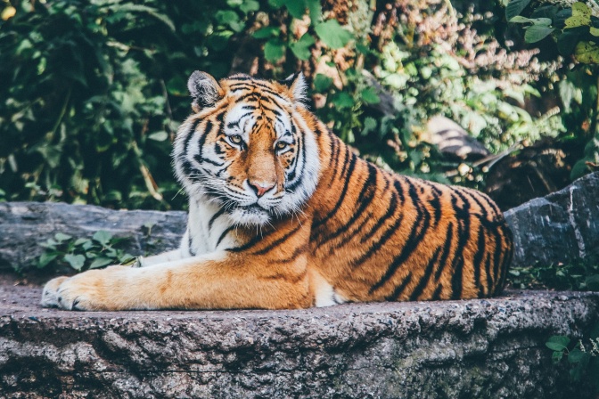 Ein männlicher Tiger liegt auf einem Stein. Im Hintergrund sieht man Laub.