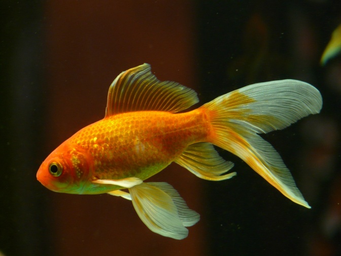 Ein Goldfisch mit großen Schleierflossen.