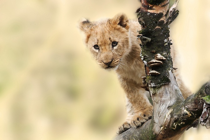 Ein Löwen-Baby schaut hinter einem Ast hervor. Im Hintergrund sieht man Gras.