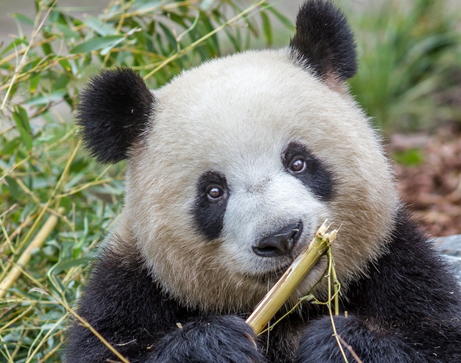 Ein Pandabär knabbert an einem Ast.