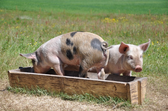 2 Schweine, eins davon ist ein Ferkel. Beide Schweine sind rosa mit dunklen Flecken. Sie stehen an einem Futtertrog auf einer Wiese.