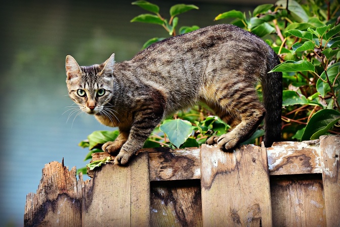 Eine Katze steht auf einem Lattenzaun aus Holz. Sie ist grau getigert. Ihre Augen sind ängstlich und weit geöffnet.