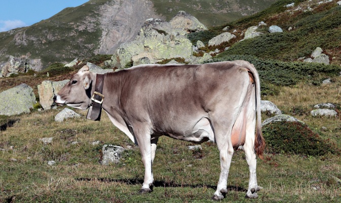 Eine Kuh mit grauem Fell. Im Hintergrund sind Berge zu sehen.